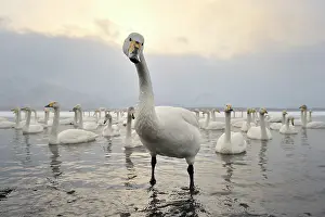 Kussharo: Whooper Swan