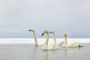 Kussharo: Whooper Swan
