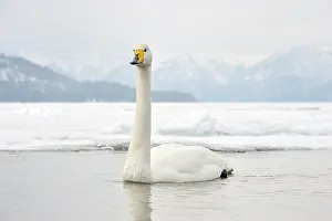 Hokkaido: Whooper Swan