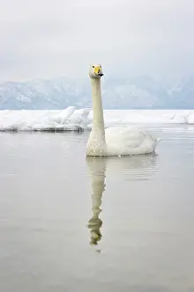 Hokkaido: Whooper Swan