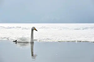 Whooper: Whooper Swan