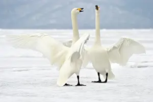 Whooper: Whooper Swan