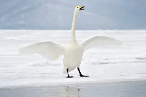 Whooper: Whooper Swan