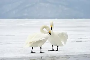 Whooper: Whooper Swan