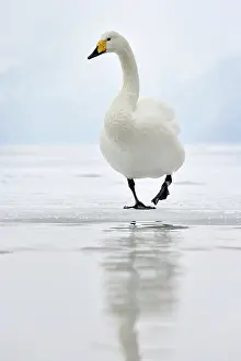 Whooper: Whooper Swan