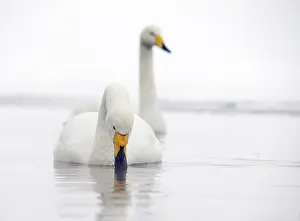 Whooper: Whooper Swan