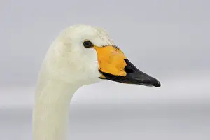Whooper: Whooper Swan
