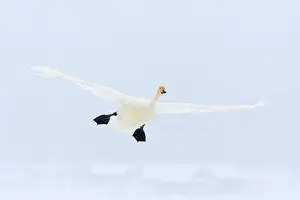 Whooper: Whooper Swan