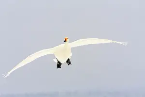 Whooper: Whooper Swan