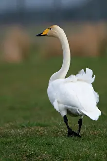 Whooper: Whooper Swan