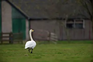 Whooper: Whooper Swan