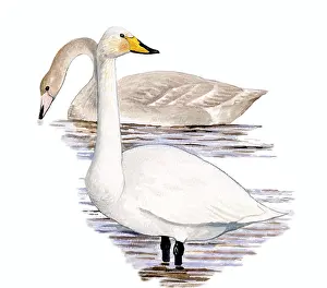 Whooper: Whooper Swan