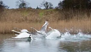 Whooper: Whooper Swan