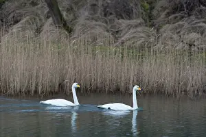 Whooper: Whooper Swan