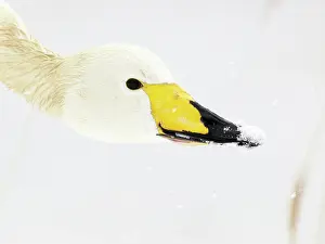 Whooper: Whooper Swan
