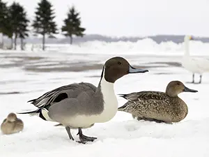 Whooper: Whooper Swan