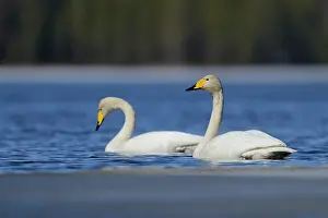 Taiga: Whooper Swan