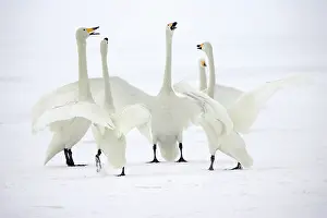 Whooper: Whooper Swan