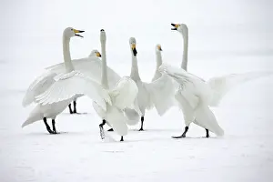 Whooper: Whooper Swan