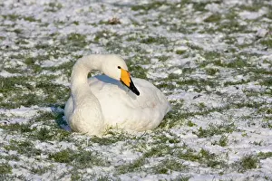2000: Whooper Swan