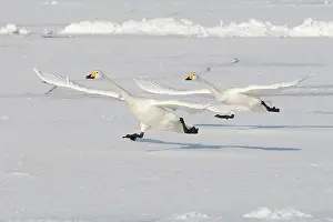 Whooper: Whooper Swan