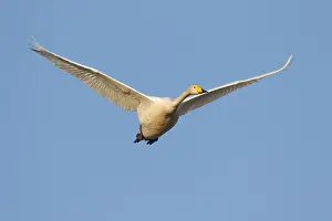 191217: Whooper Swan - adult swan in flight - Sweden