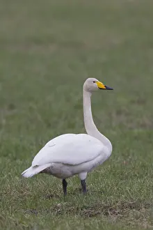 191217: Whooper Swan - adult swan - Sweden