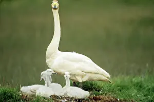 Cygnet: Whooper Swan with cygnets