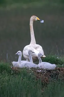 Cygnet: Whooper Swan with Cygnets