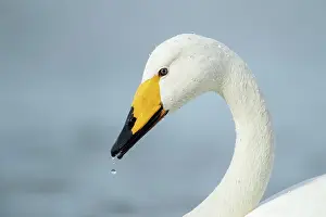 Whooper: Whooper swan (Cygnus cygnus), adult, animal portrait