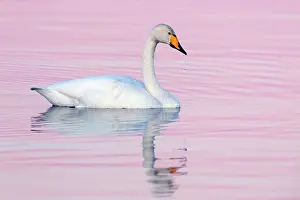 Northeastern: Whooper Swan (Cygnus cygnus), adult swimming in