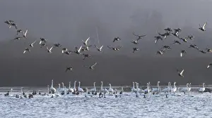 Platyrhynchos: Whooper swan (Cygnus cygnus) and Bewick's swan