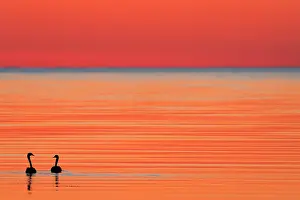 Baltic: Whooper swan (Cygnus cygnus) at dusk on Baltic Sea