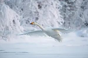 Whooper: Whooper swan (Cygnus cygnus) in flight, snowy landscape