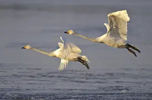 Biotopes: Whooper Swan (Cygnus cygnus) flying