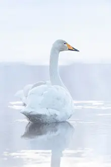 Whooper: Whooper swan (Cygnus cygnus) in lake in winter