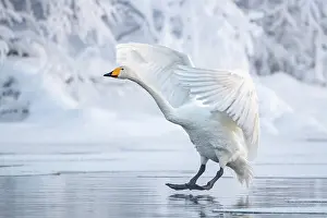 Lands: Whooper swan (Cygnus cygnus) lands at sea, snowy