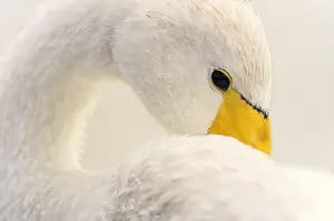 Picardie: Whooper Swan (Cygnus cygnus) in migration on the