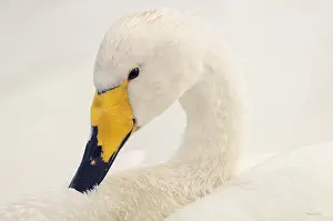Picardie: Whooper Swan (Cygnus cygnus) in migration on the