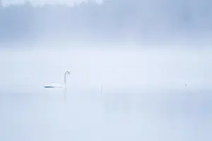 Hamra: Whooper Swan (Cygnus cygnus) in mist on a lake