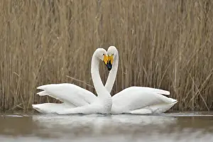 Show: Whooper Swan (Cygnus cygnus) pair displaying
