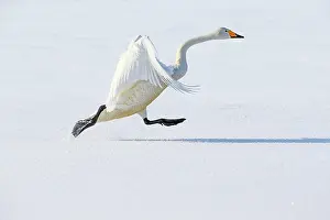 Spread: Whooper swan (Cygnus cygnus), running to take off the ice of