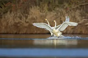 Swan: Whooper Swan (Cygnus cygnus), Saxony-Anhalt