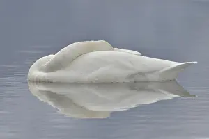 Whooper: Whooper Swan (Cygnus cygnus) sleeping on water