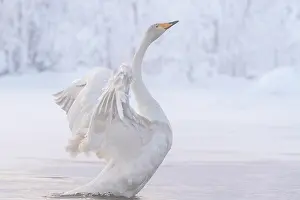 Whooper: Whooper swan (Cygnus cygnus) with spread wings in