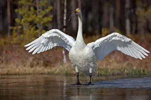 Whooper: Whooper swan (Cygnus cygnus) standing on ice surface