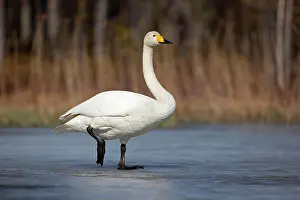Whooper: Whooper swan (Cygnus cygnus) standing on ice surface