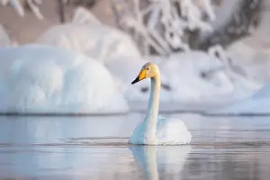 Whooper: Whooper swan (Cygnus cygnus) swims in the lake