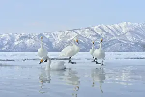 Whooper: Whooper Swan (Cygnus cygnus) on water, Lake Kussharo