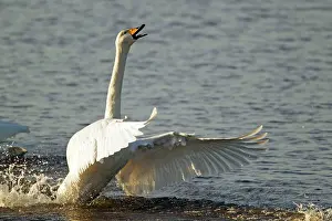 Rival: Whooper Swan - display to chase off rival